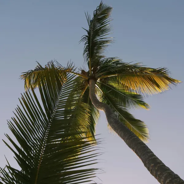 foto van een palmboom